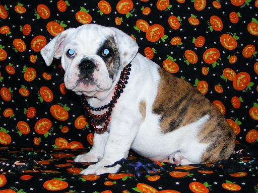 SWEET TOOTSIE